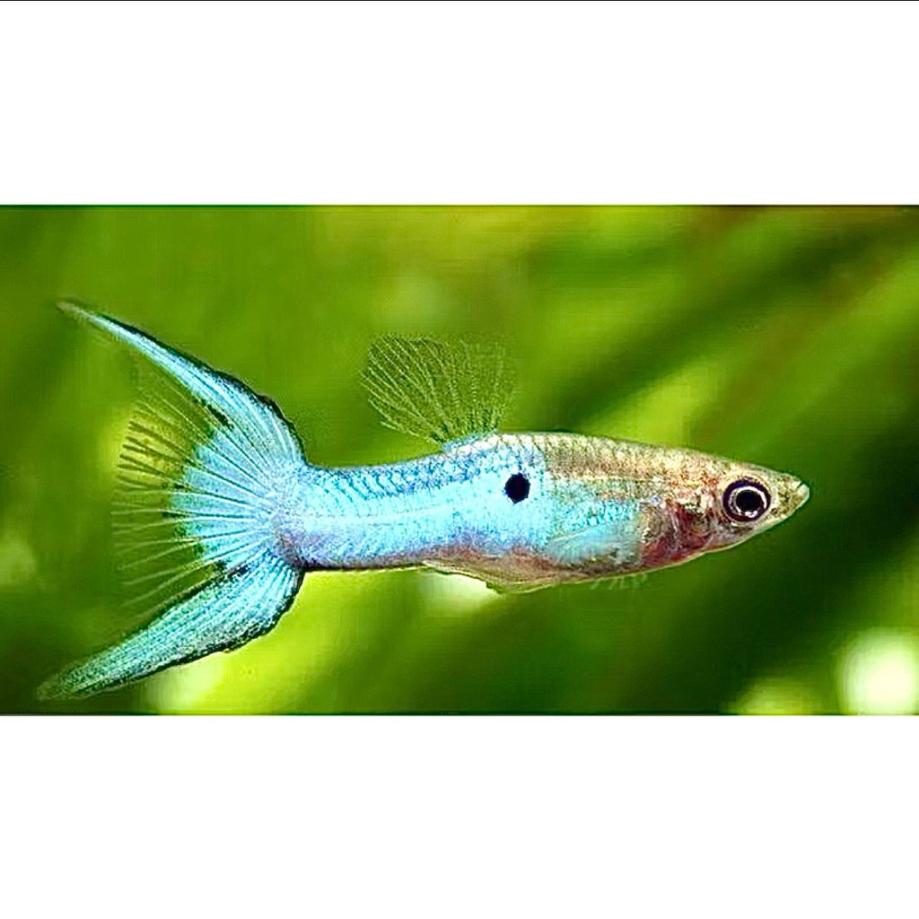 HIASAN AQUASCAPE GUPPY JAPAN BLUEDOUBLE SWORD
