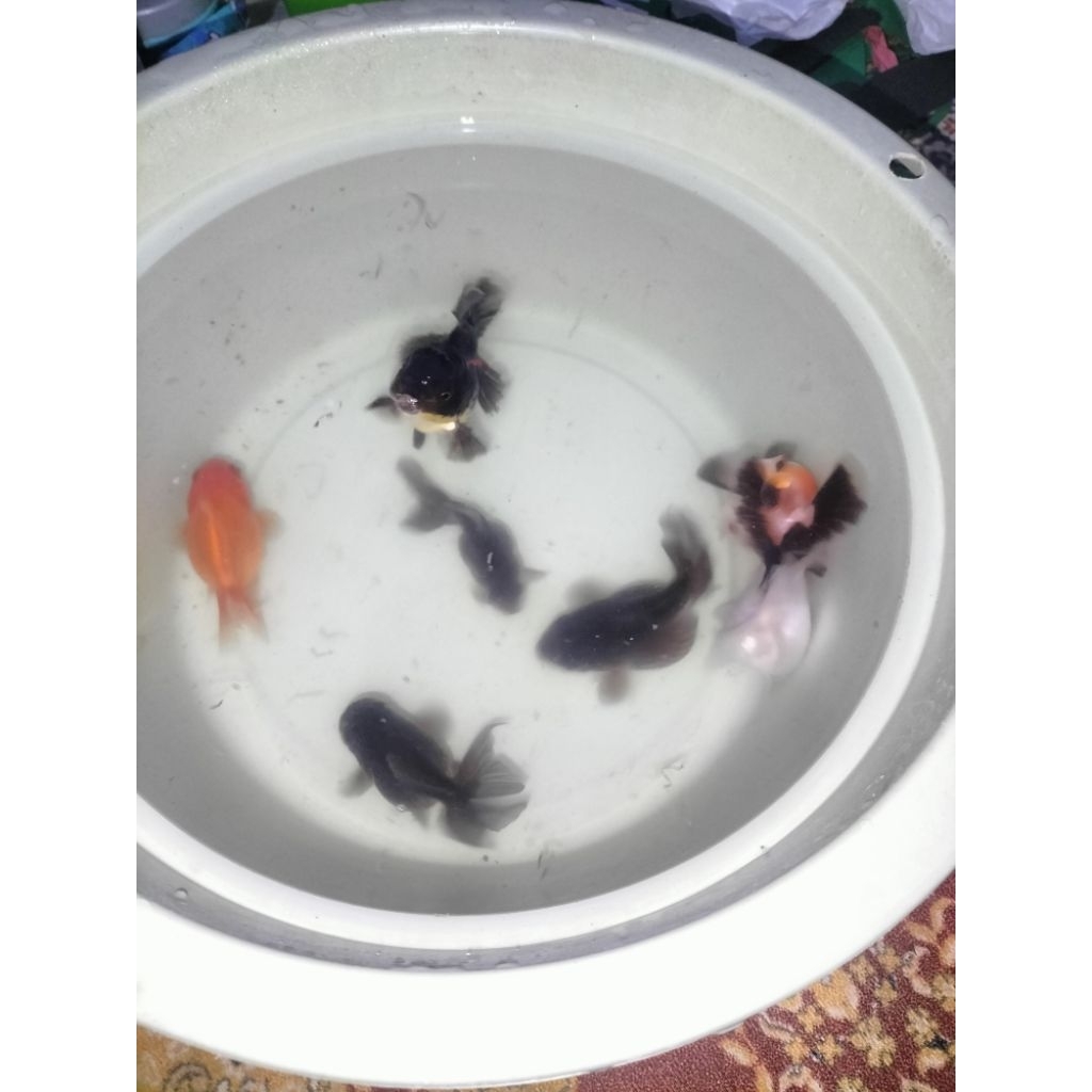 ikan koki oranda size 10cm