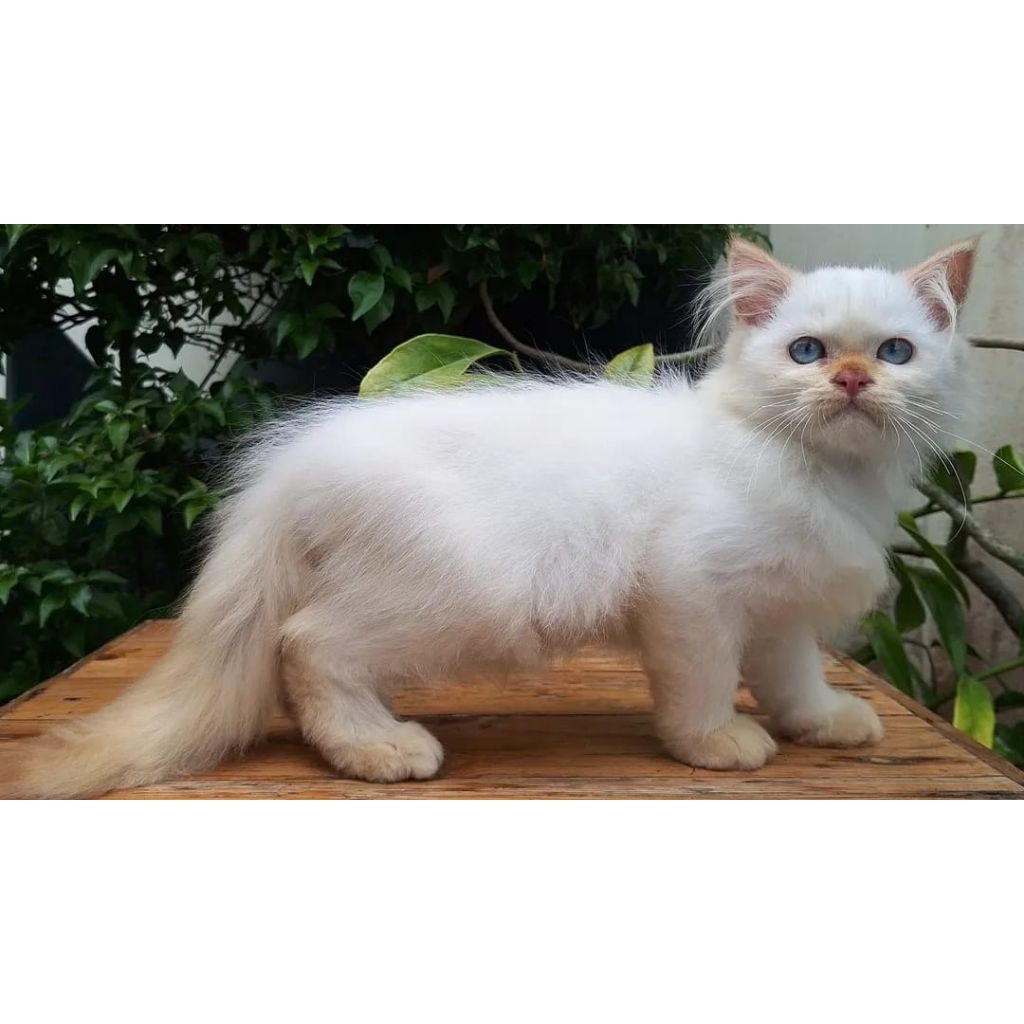KUCING PERSIA MEDIUM JANTAN 2 BULAN REDPOINT (02)