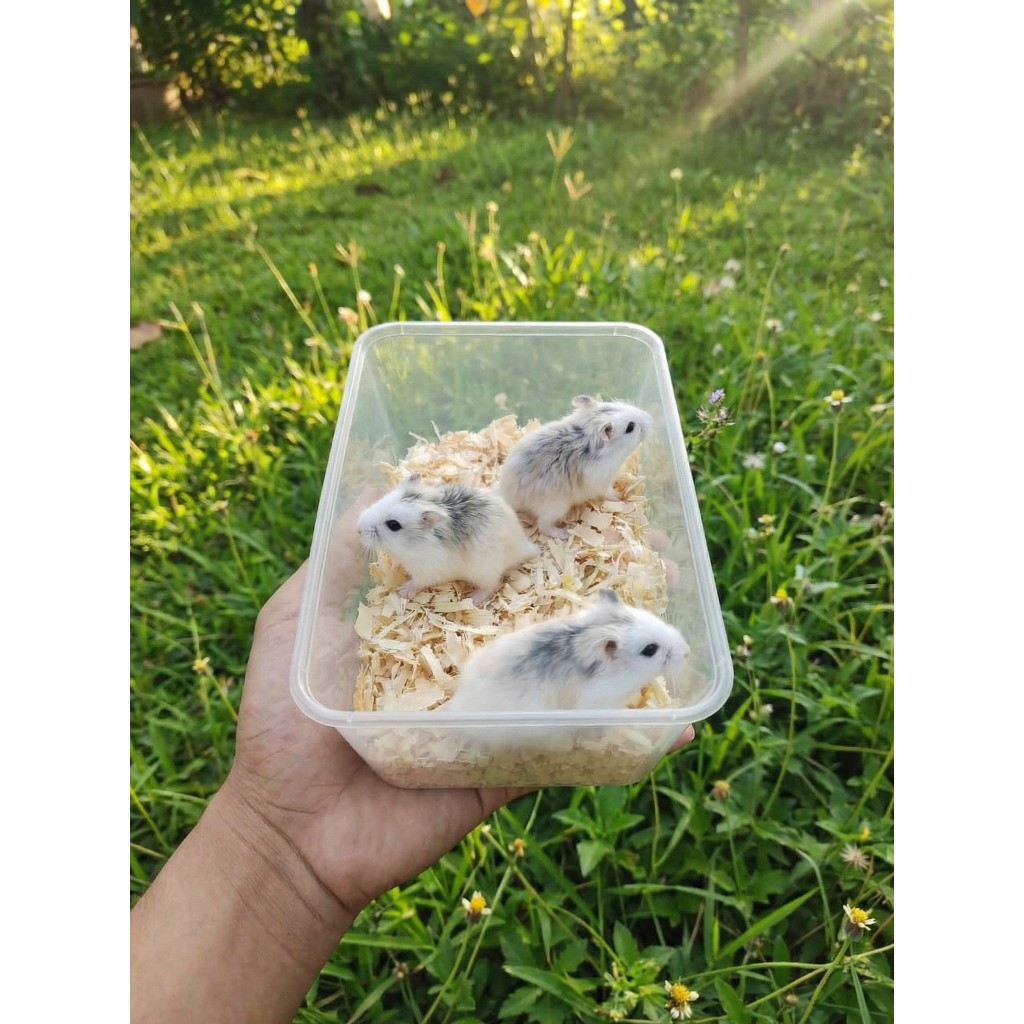 Hamster Roborovski Lucu Jinak dan murah