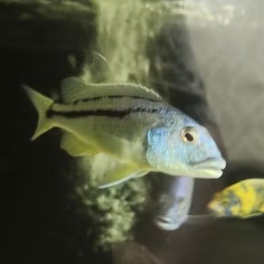 Cichlid Afrika Aristochromis Christyi / Ikan Hias