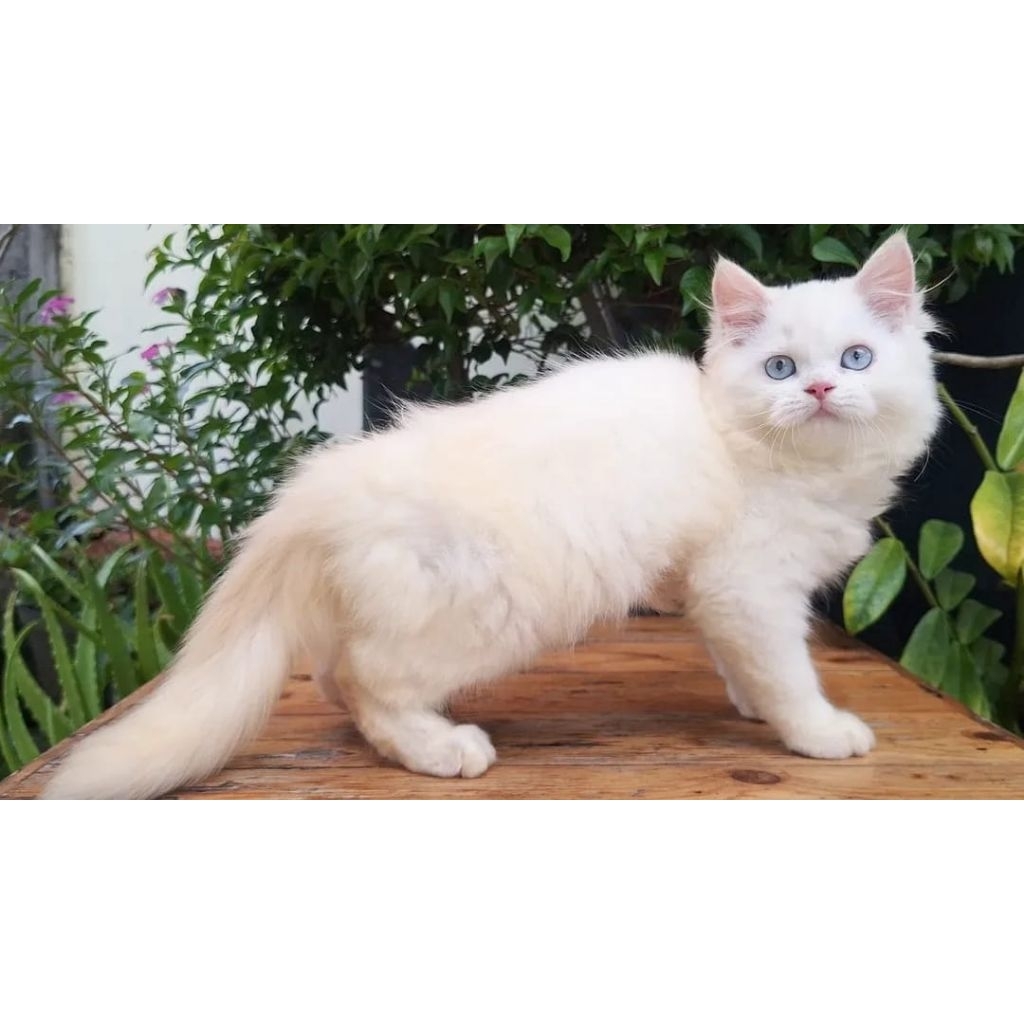 KUCING PERSIA HIMALAYA BETINA 3 BULAN REDPOINT