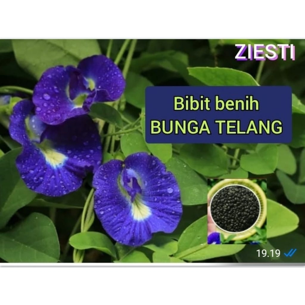 BIBIT BENIH BUNGA TELANG