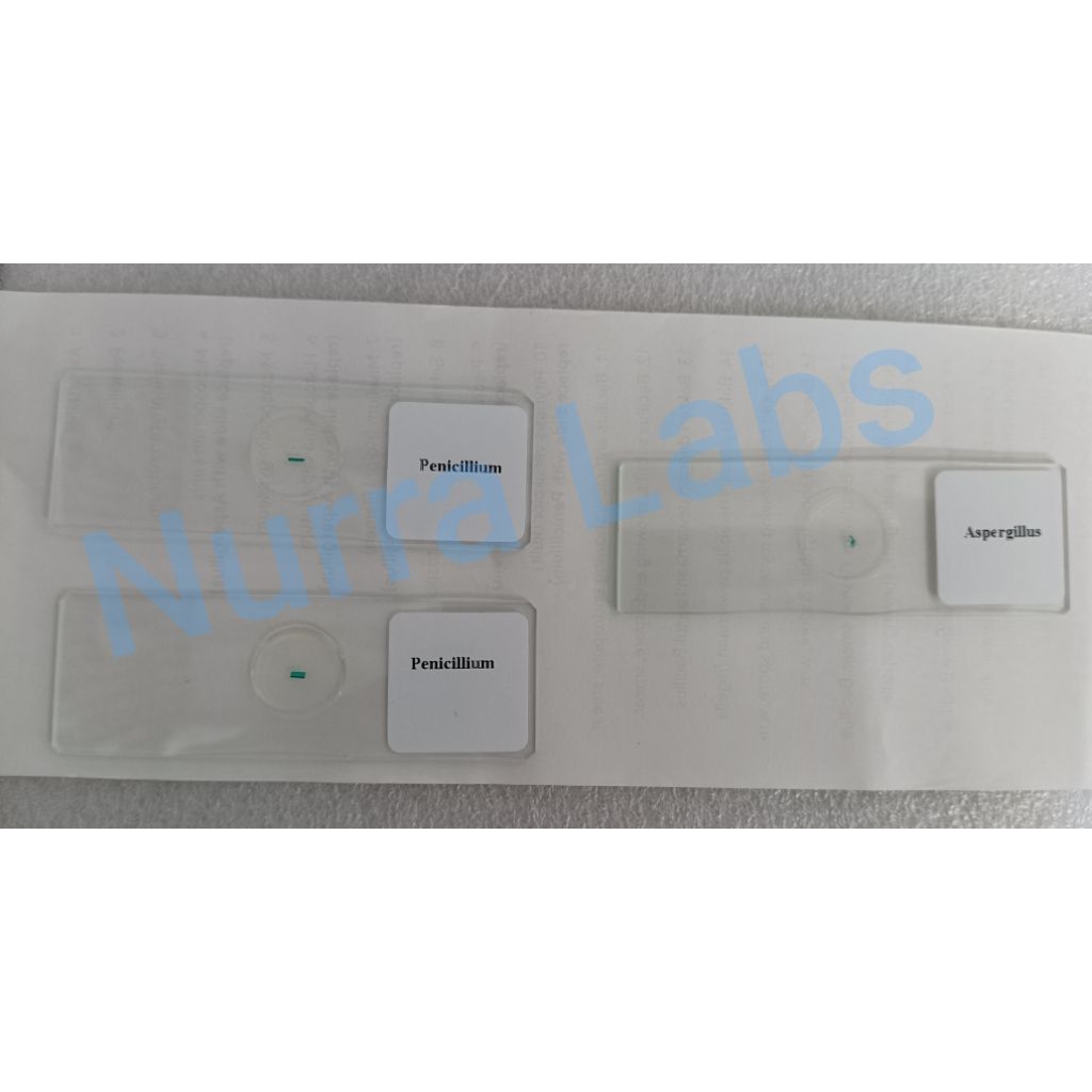 Preparat Aspergillus dan Penicillium