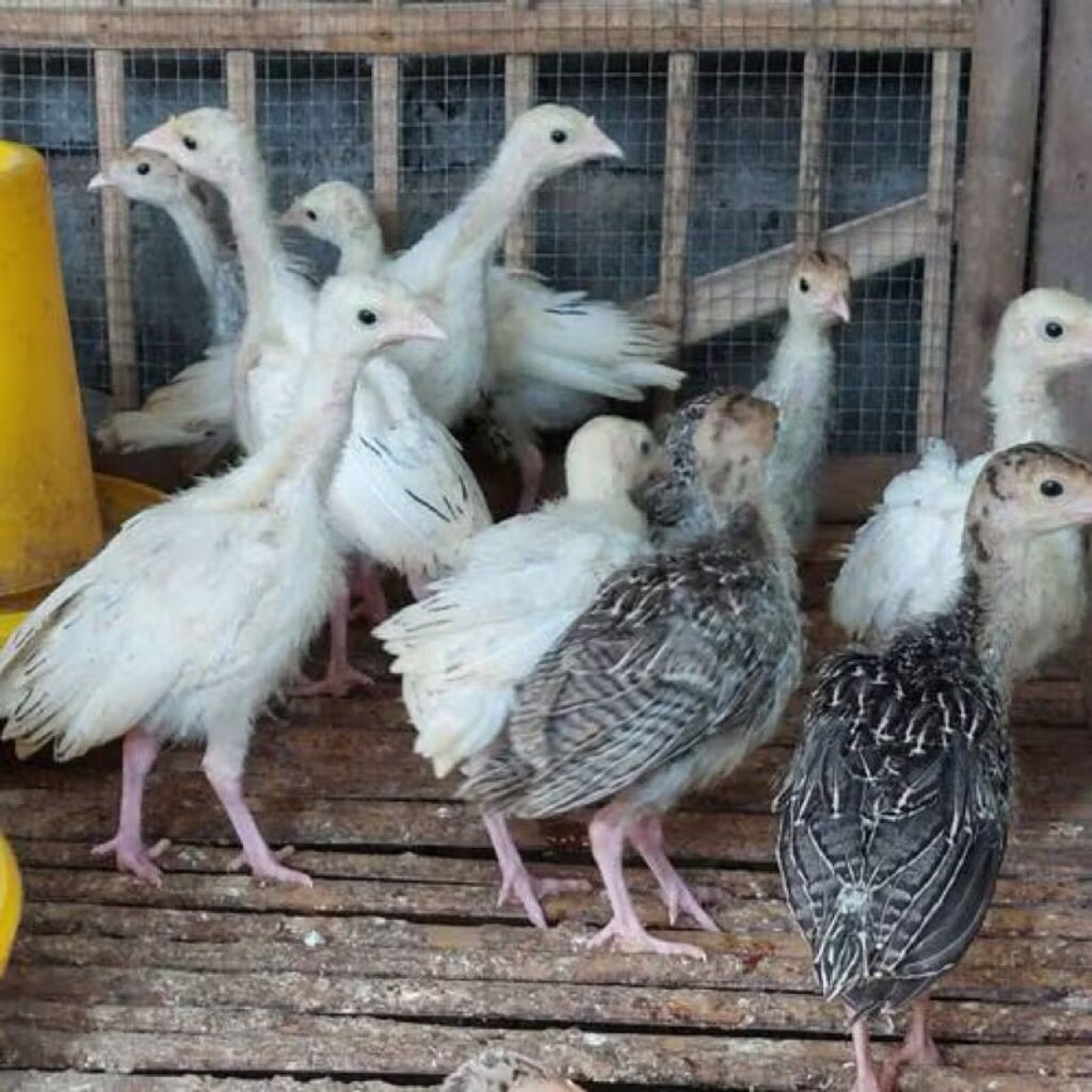 AYAM kalkun anak pilihan 1 2 3 bulan