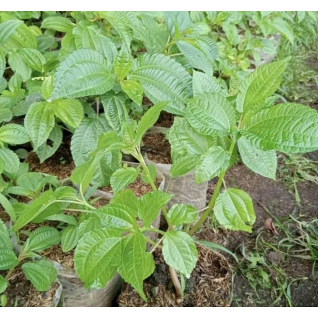 Pohon Poh Pohan Tanaman Lalapan Bibit Pohon Daun Poh Pohan