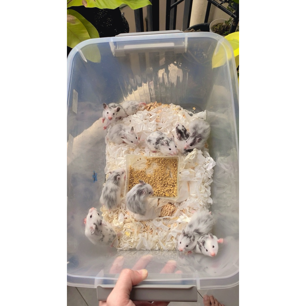 hamster fujiyama usia 1-1,5bln