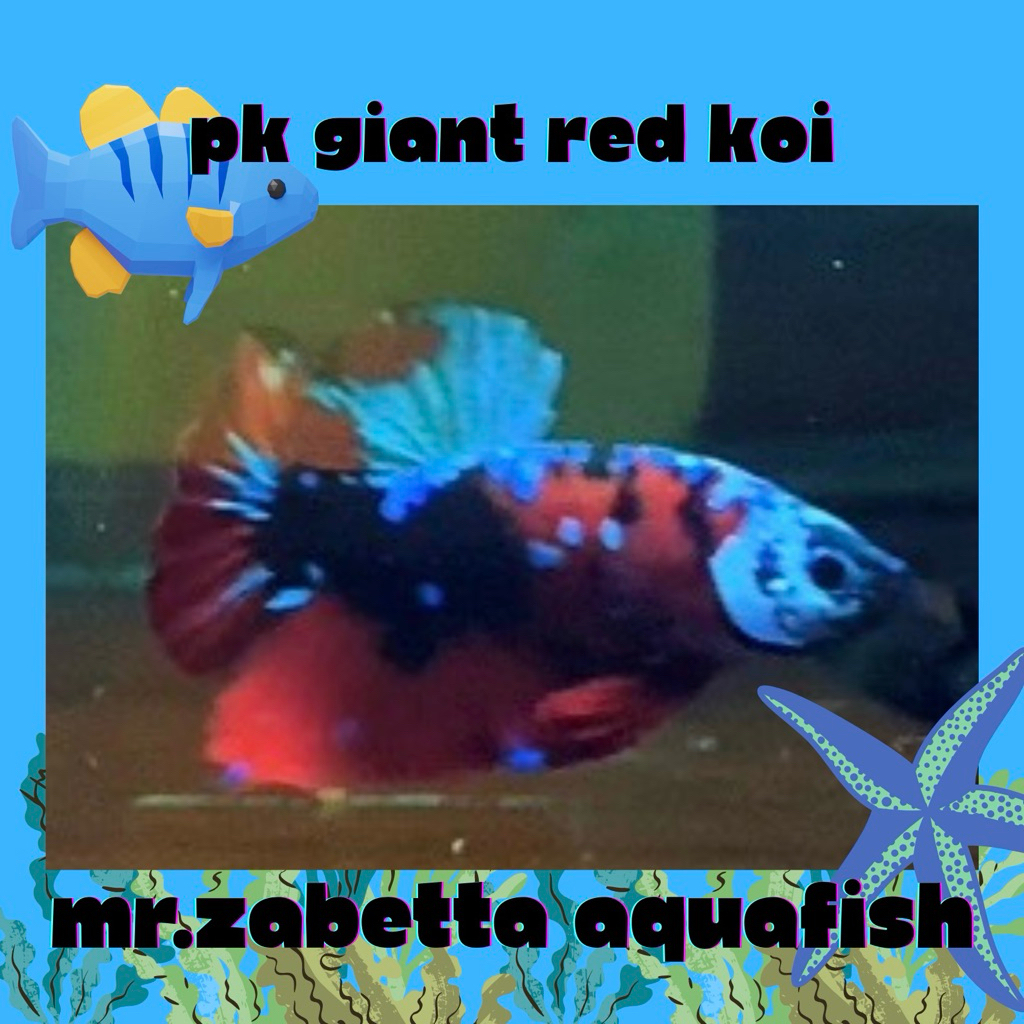 hiasan akuarium cupang giant red koi super