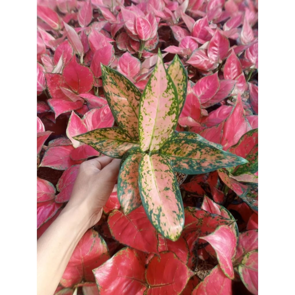 Tanaman hias bunga aglonema anjamani/valentine/ruby dll