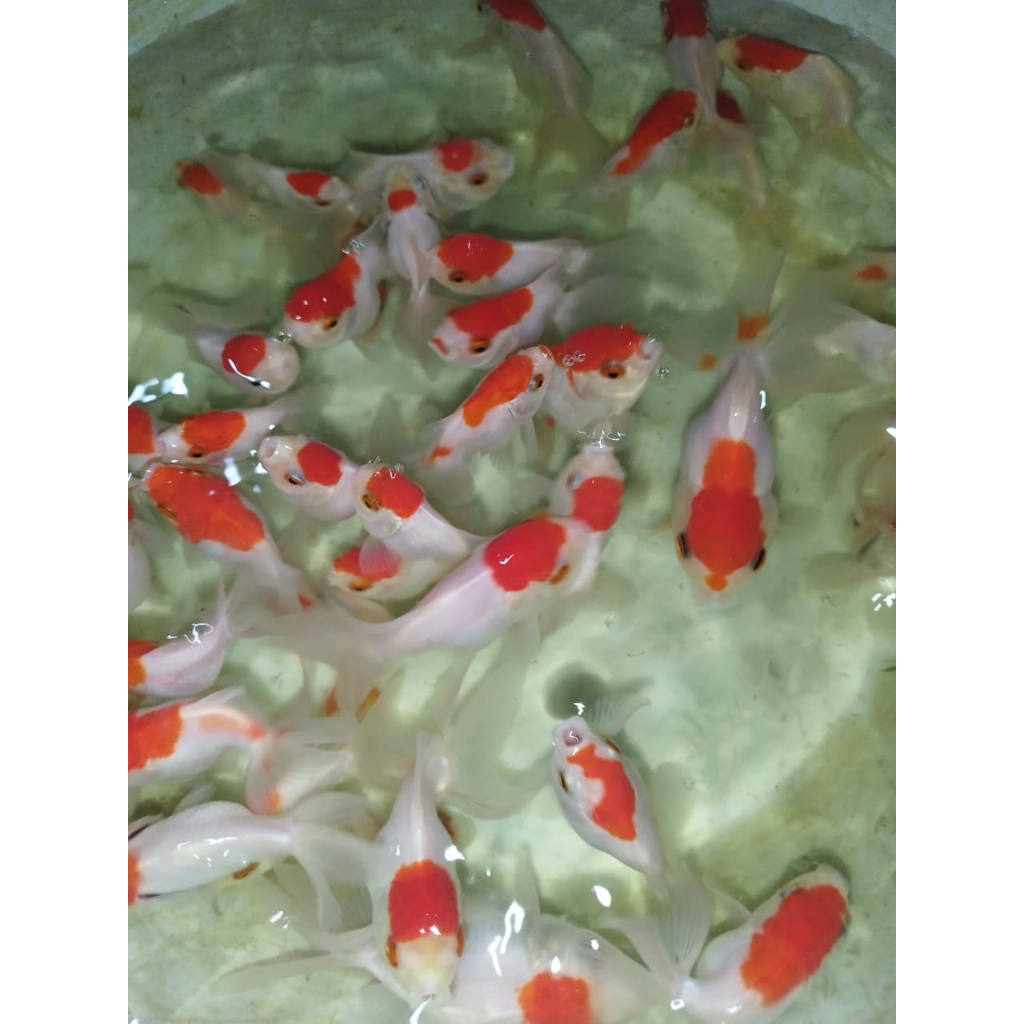 Koki Oranda Redcup Paket 2Ekor SIze 5-7CM