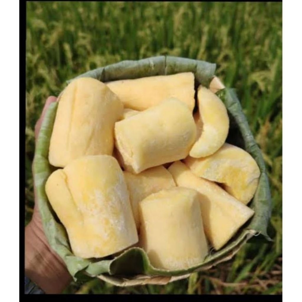 TAPE SINGKONG MANIS PUNEL MURAH SURABAYA PER PACK / POHONG / MAKANAN SEGAR / FRESH FOOD BEST SELLER