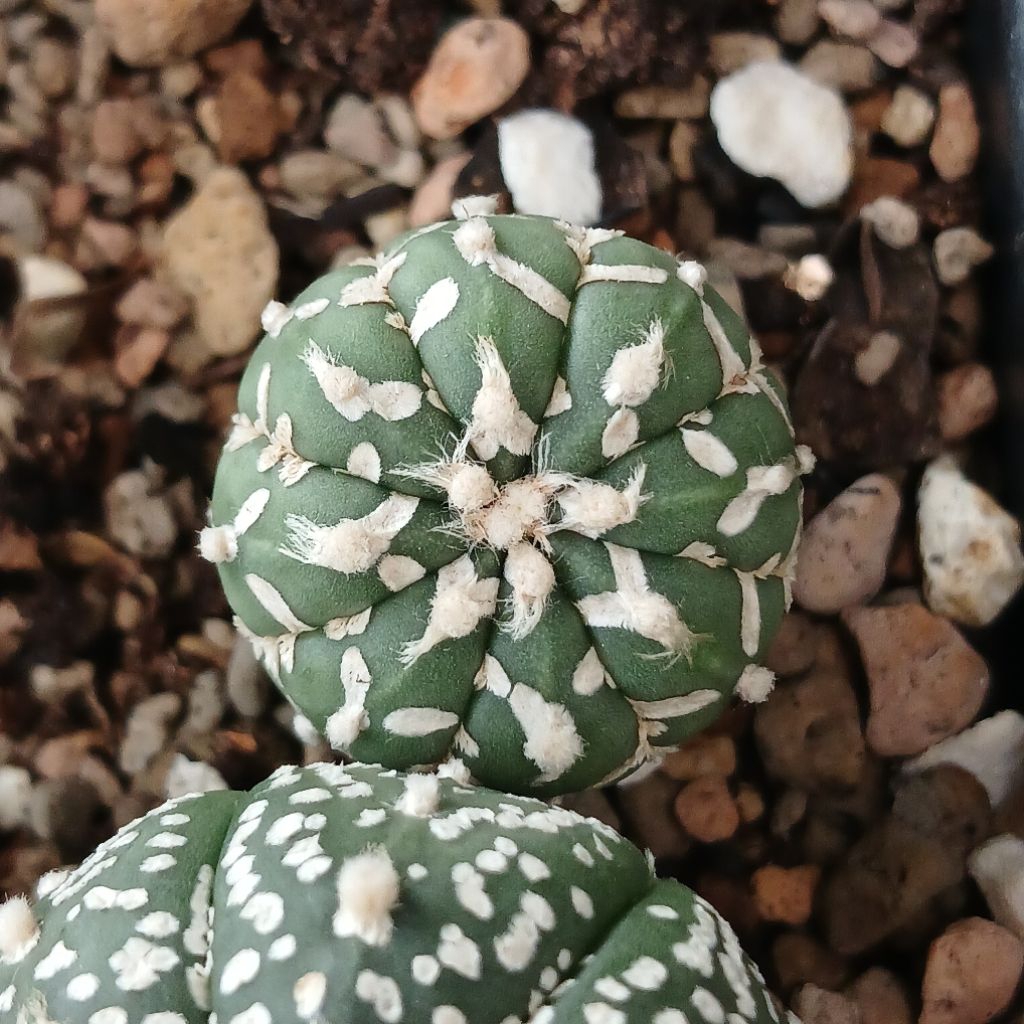 Astrophytum V-type size kecil | Kaktus