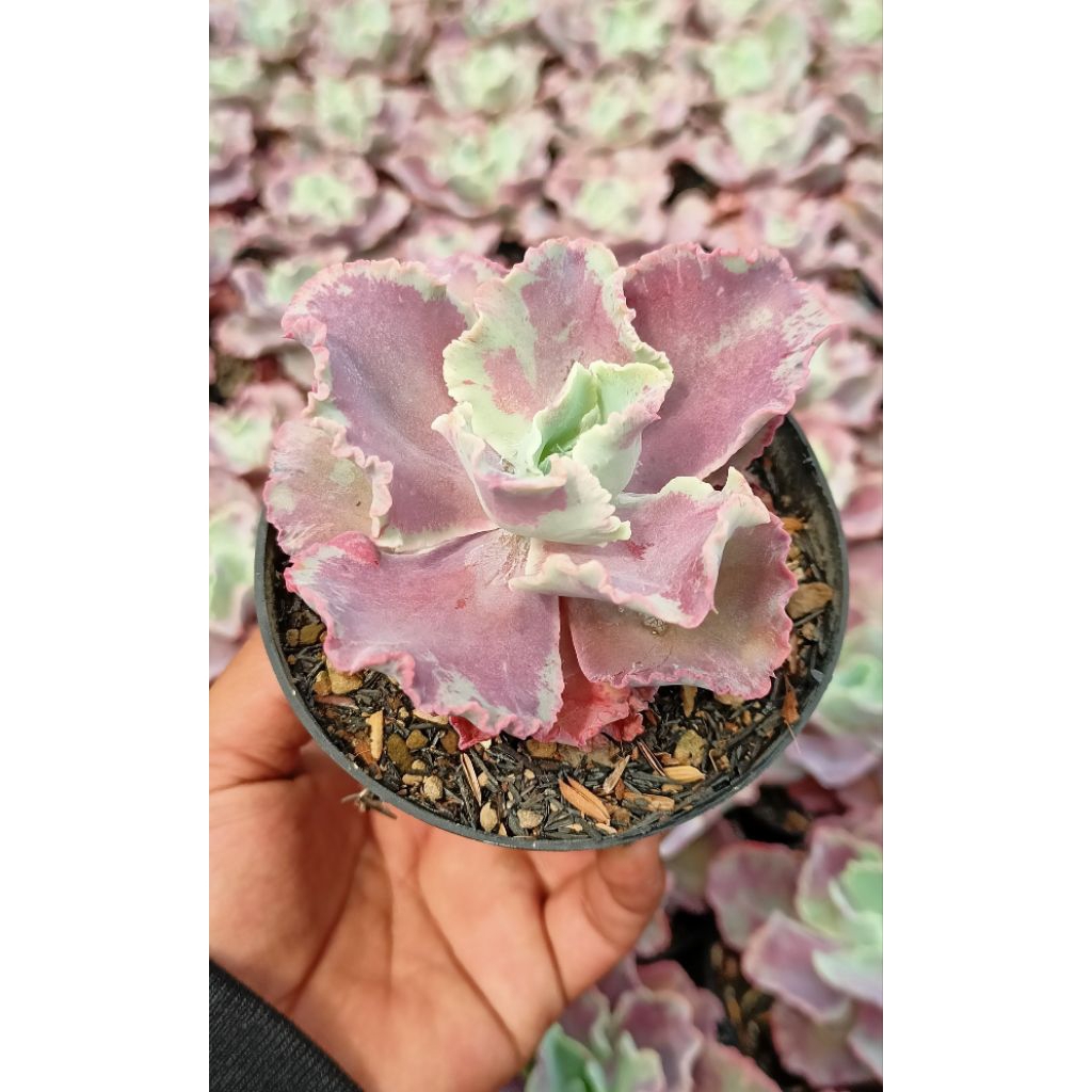 Sukulen echeveria dragon king splash (rare)
