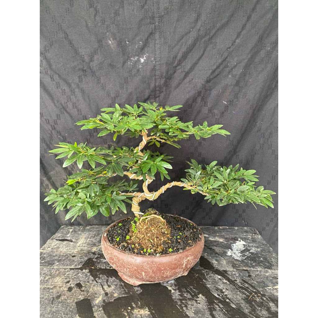 Bonsai kaliandra Surinamensis