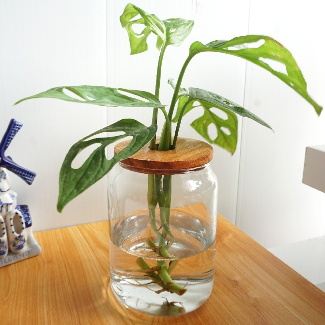 Vas Bunga Kaca/Pot Kaca Bunga Minimalis Estetik untuk Tanaman Air Indoor