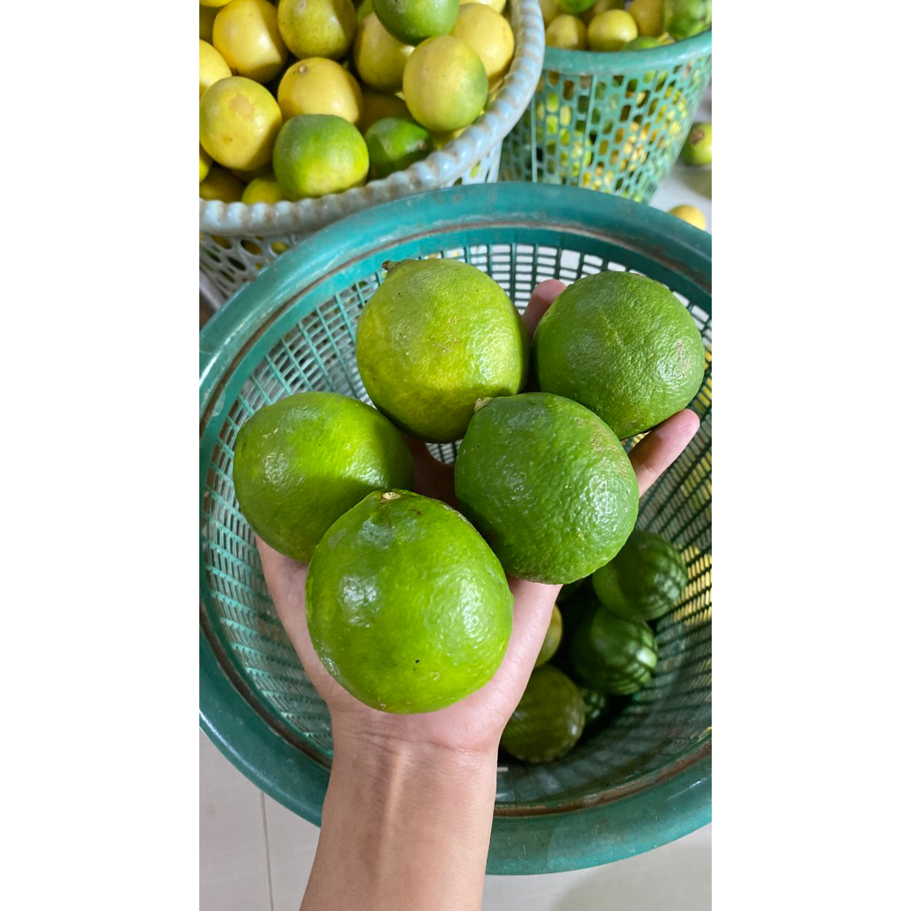 jeruk nipis 1kg jumbo super | petik tiap hari | banyak air