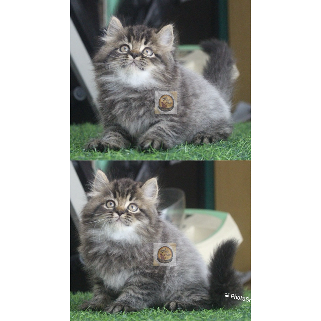 Kucing Kitten Tabby Persia Maincoone Munchkin British Super