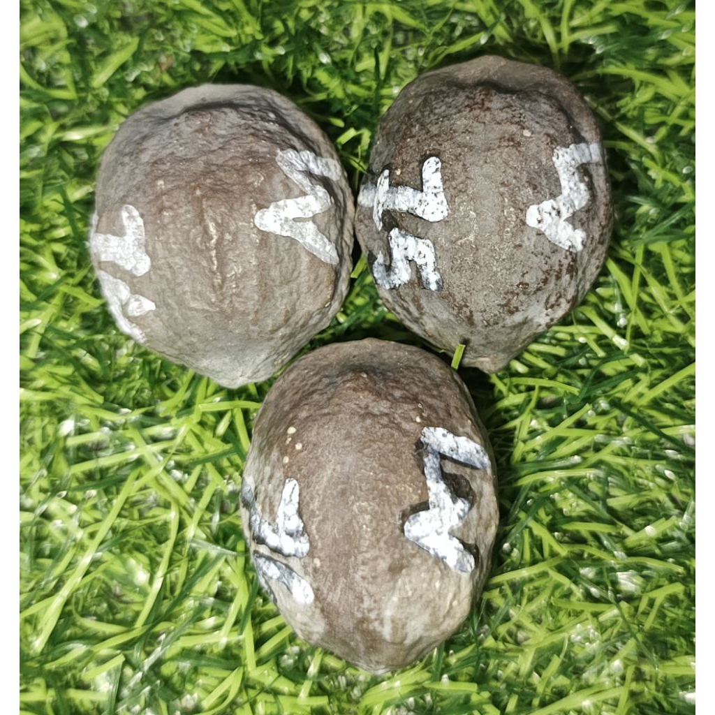 Muncang Jayanti Maja ( mayit x jayanti)