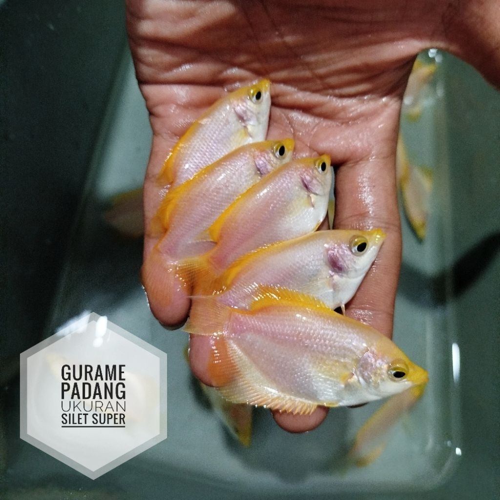 Bibit gurame padang ukuran silet - garansi hidup samapi tujuan