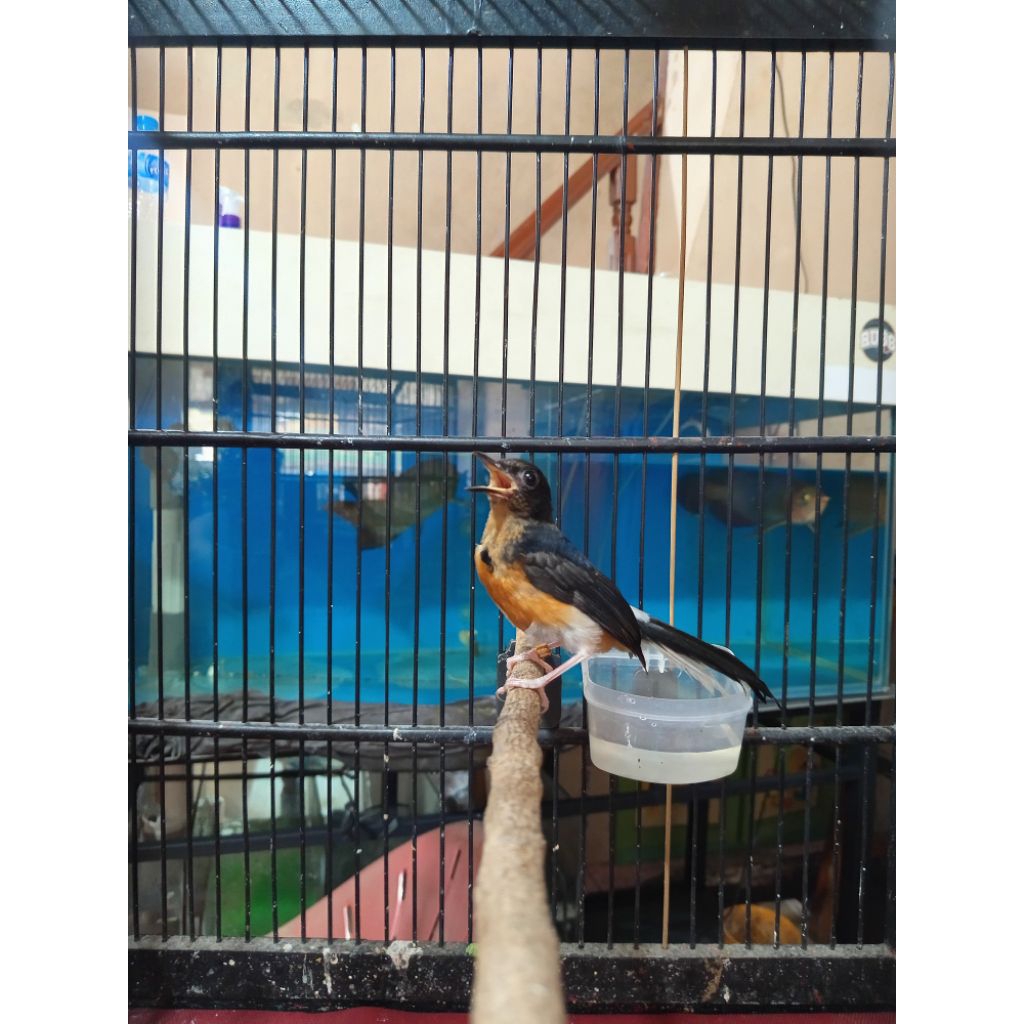 Burung Murai Trotolan trah prestasi