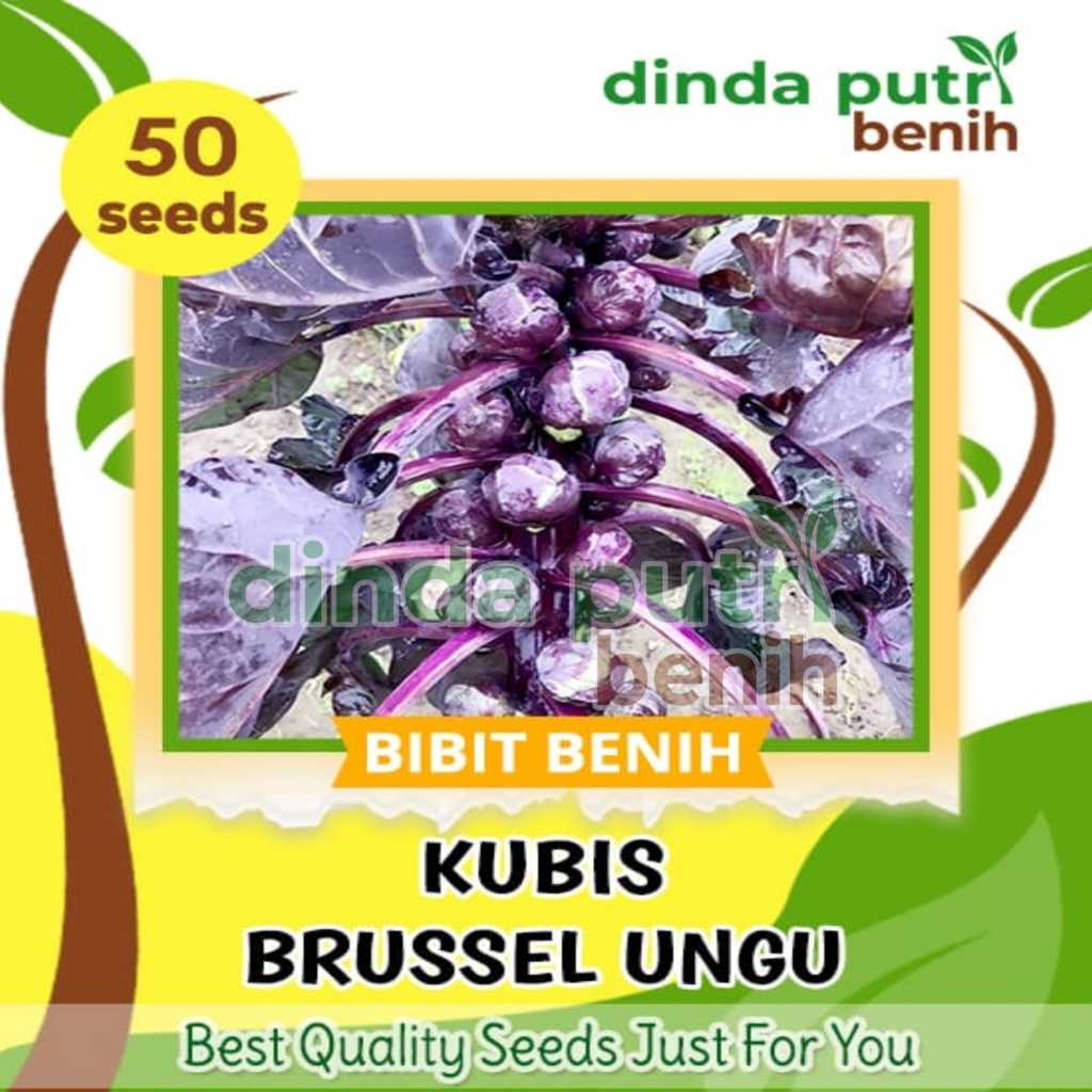 50Biji benih kubis Brussel Ungu ,benih kol mini ungu brussel import