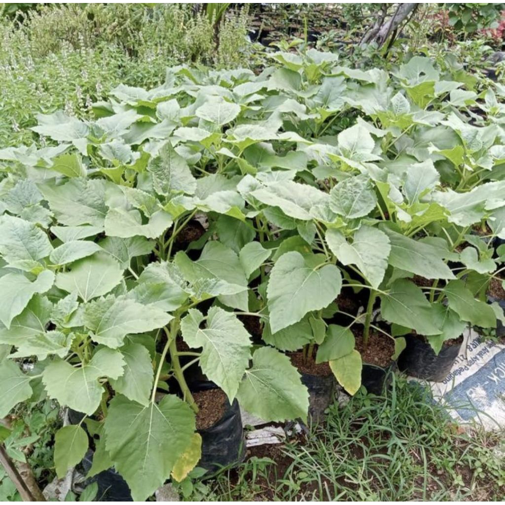 Bibit Pohon Bunga Matahari Jumbo / Pohon Matahari Bunga Besar