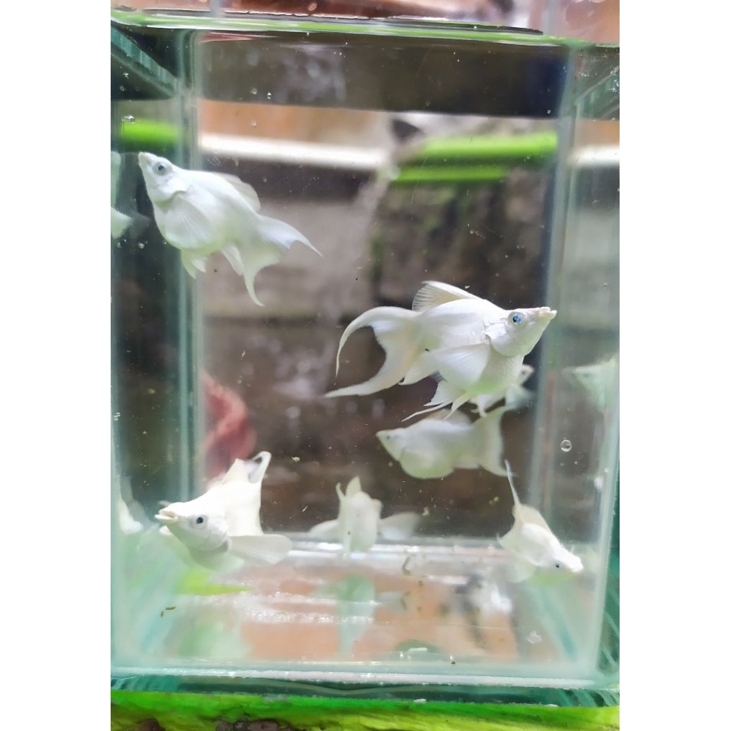 ikan molly platinum lyretail (ekor Cawang) blue eye/mata biru indukan siap ngebrol original 100%