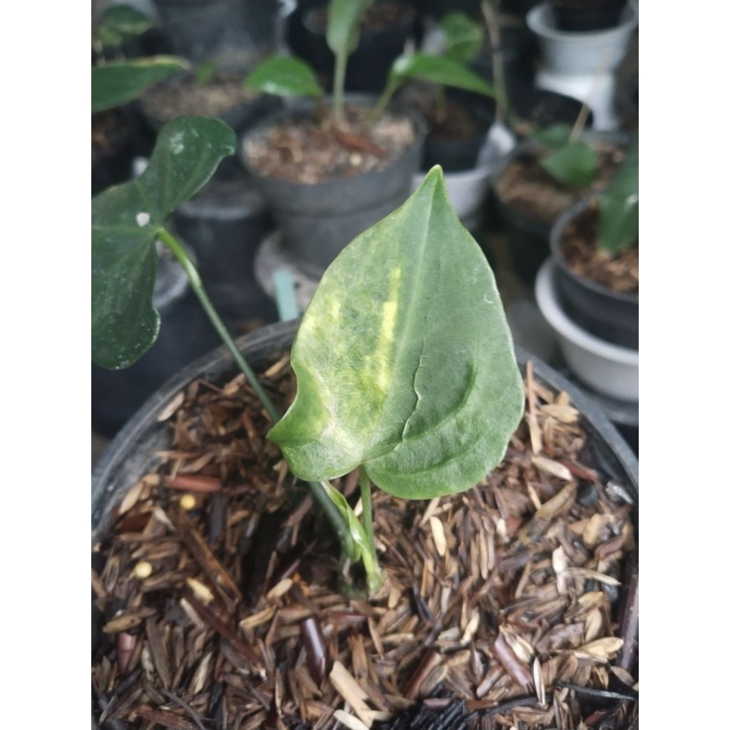 anthurium Clarinervium varigata n