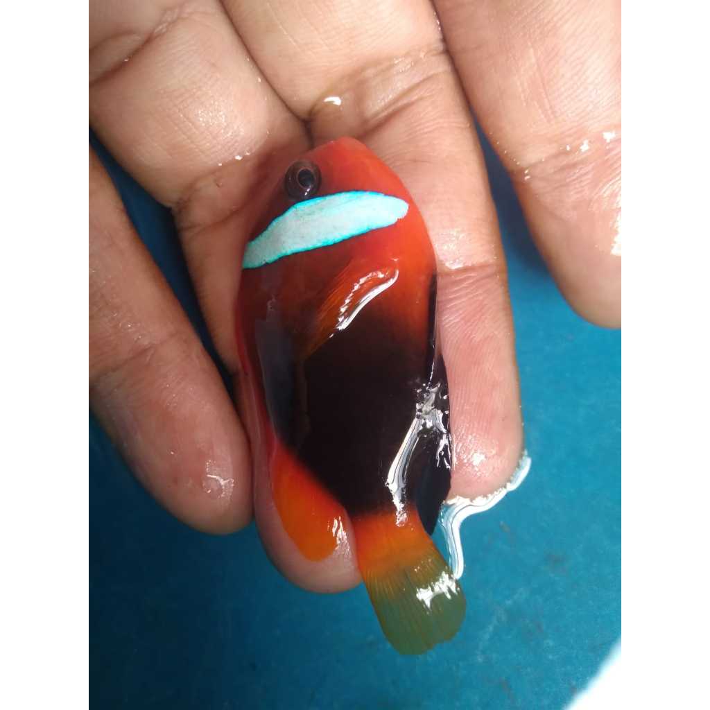 Tompel BALI - Red & Black Clownfish
