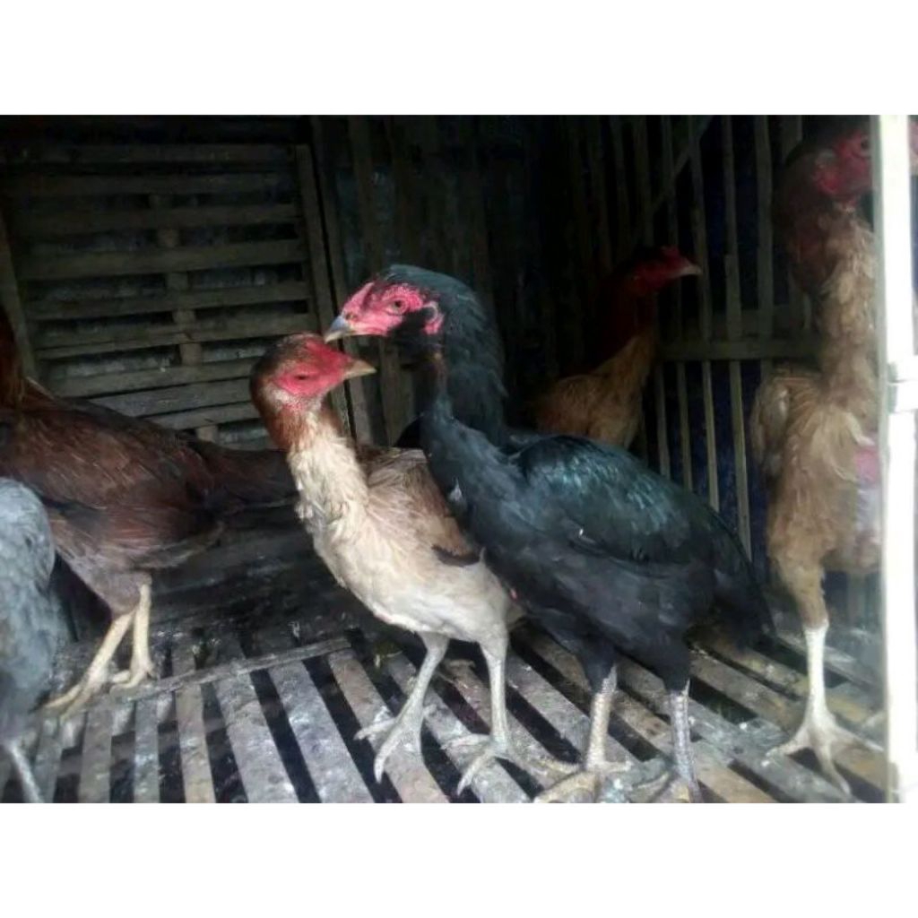 telur ayam pakhoy brakot