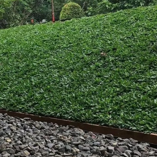 RUMPUT GAJAH MINI  1 METER TANAM BERJARAK | RUMPUT JEPANG | RUMPUT KUBURAN