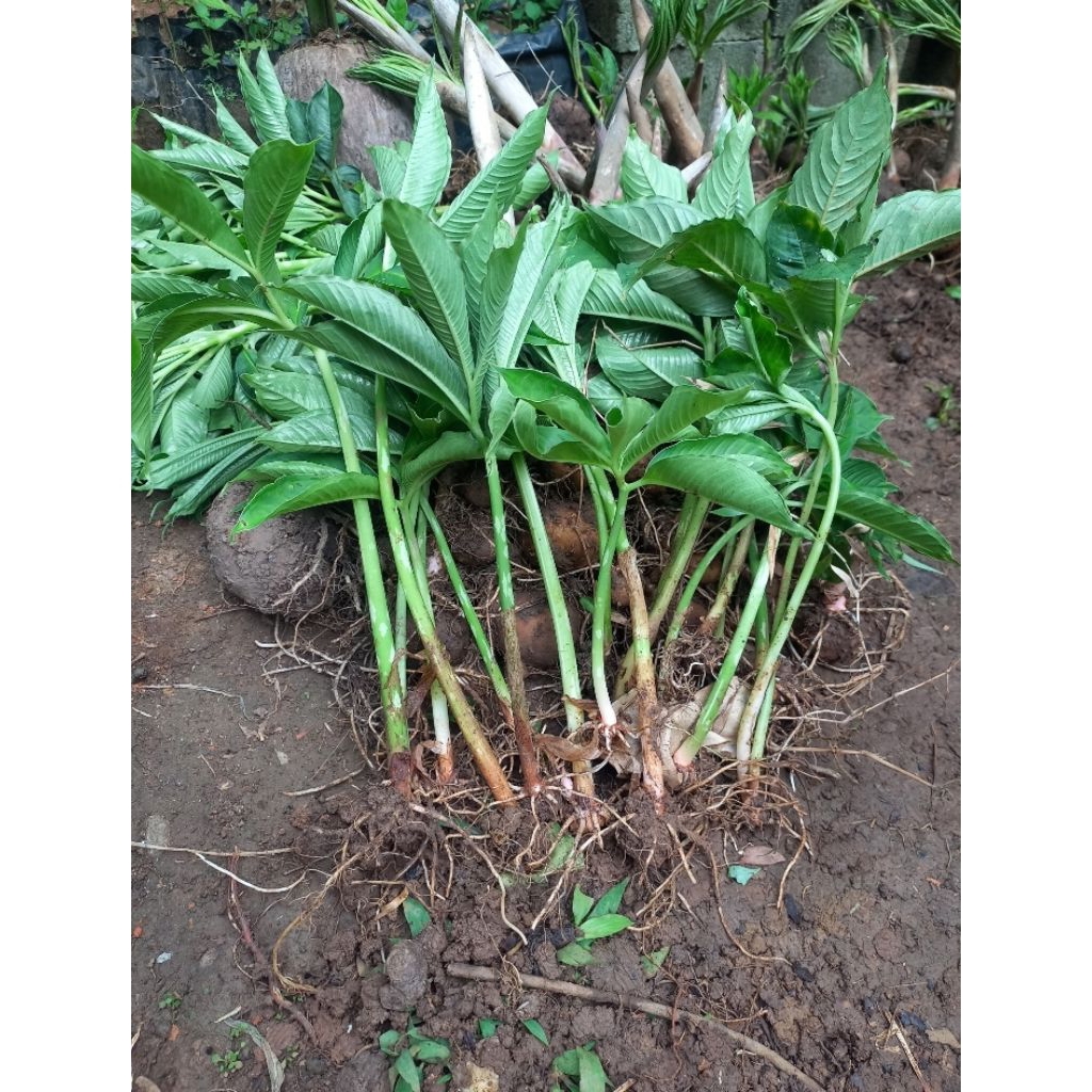 bibit porang cabutan bibit porang bibit walur