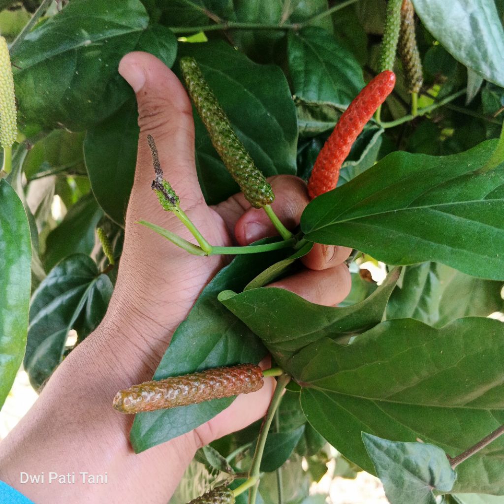 BIBIT CABE JAWA CABE JAMU HIBRIDA BERGARANSI