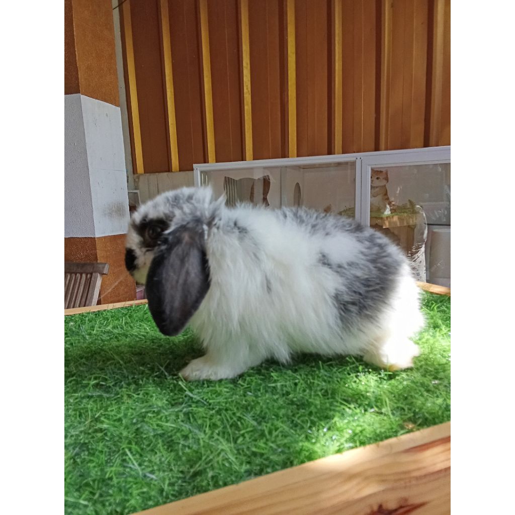 Kelinci Holland Lop Broken Black Jantan