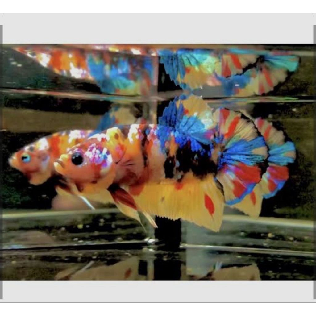 cupang yellow base indukan