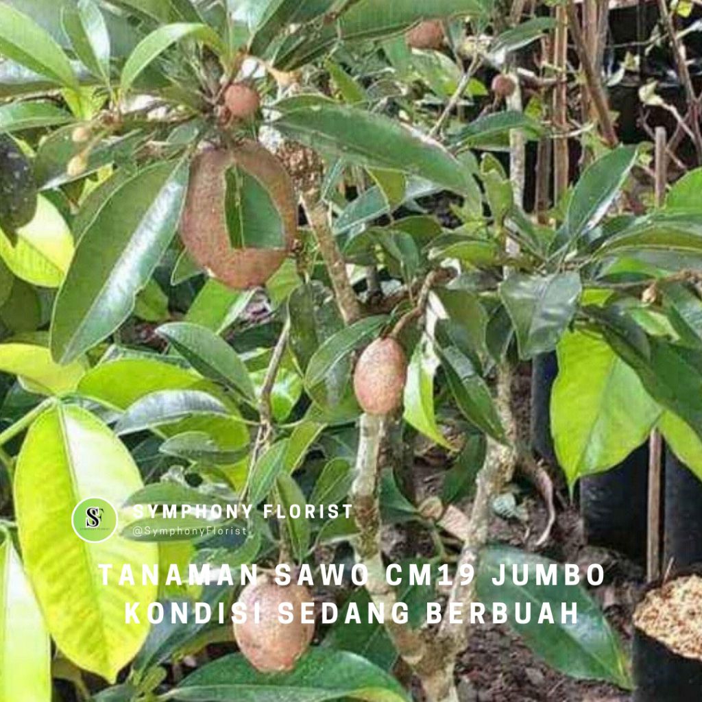 Tanaman Sawo CM19 Jumbo Kondisi Sedang Berbuah