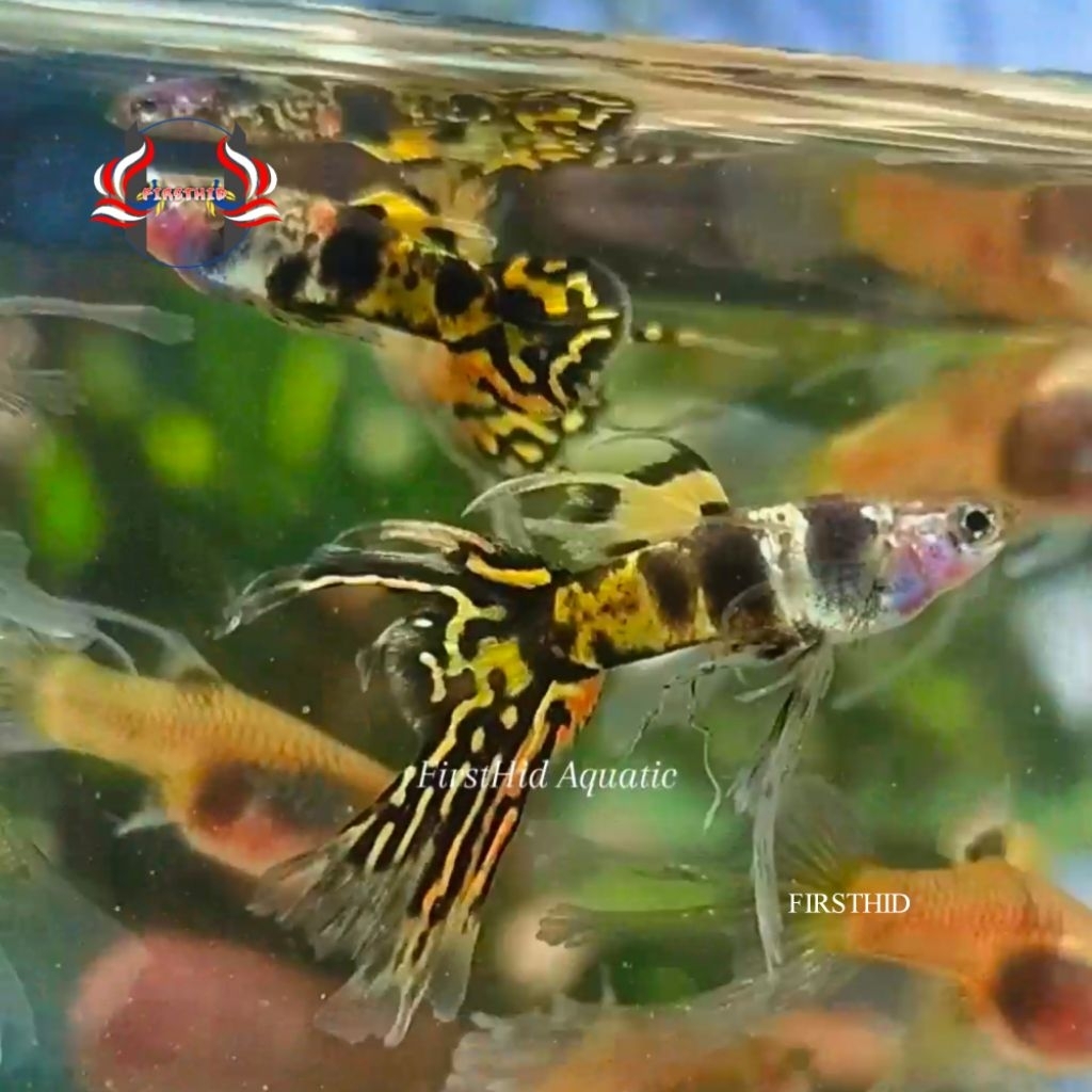 (LANGSUNG DI-KIRIM) GUPPY YTKC Roundtail Swr (Yellow Tiger King Cobra) Swallow Ribbon penghias akses