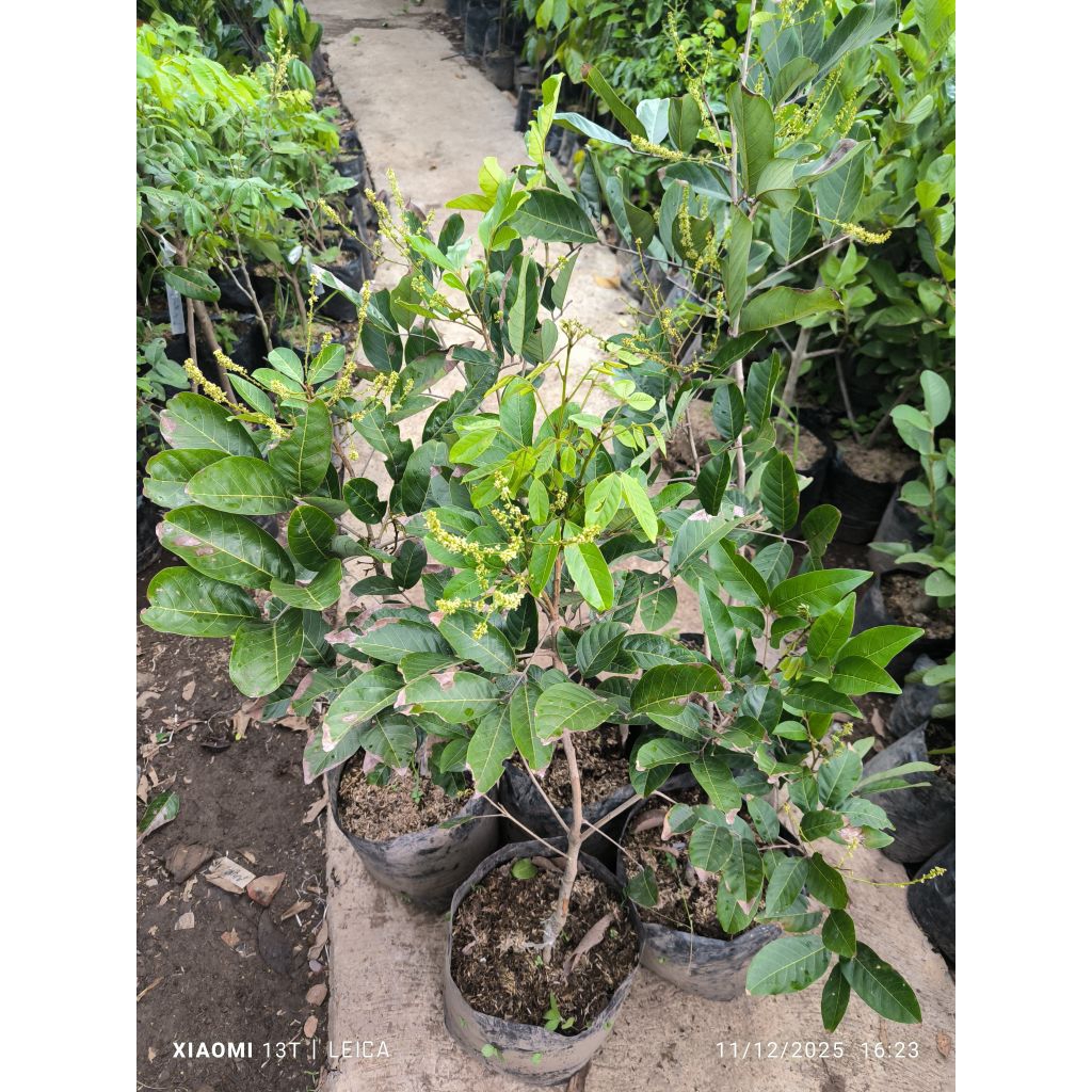 bibit rambutan binjai berbunga (sambung susu)