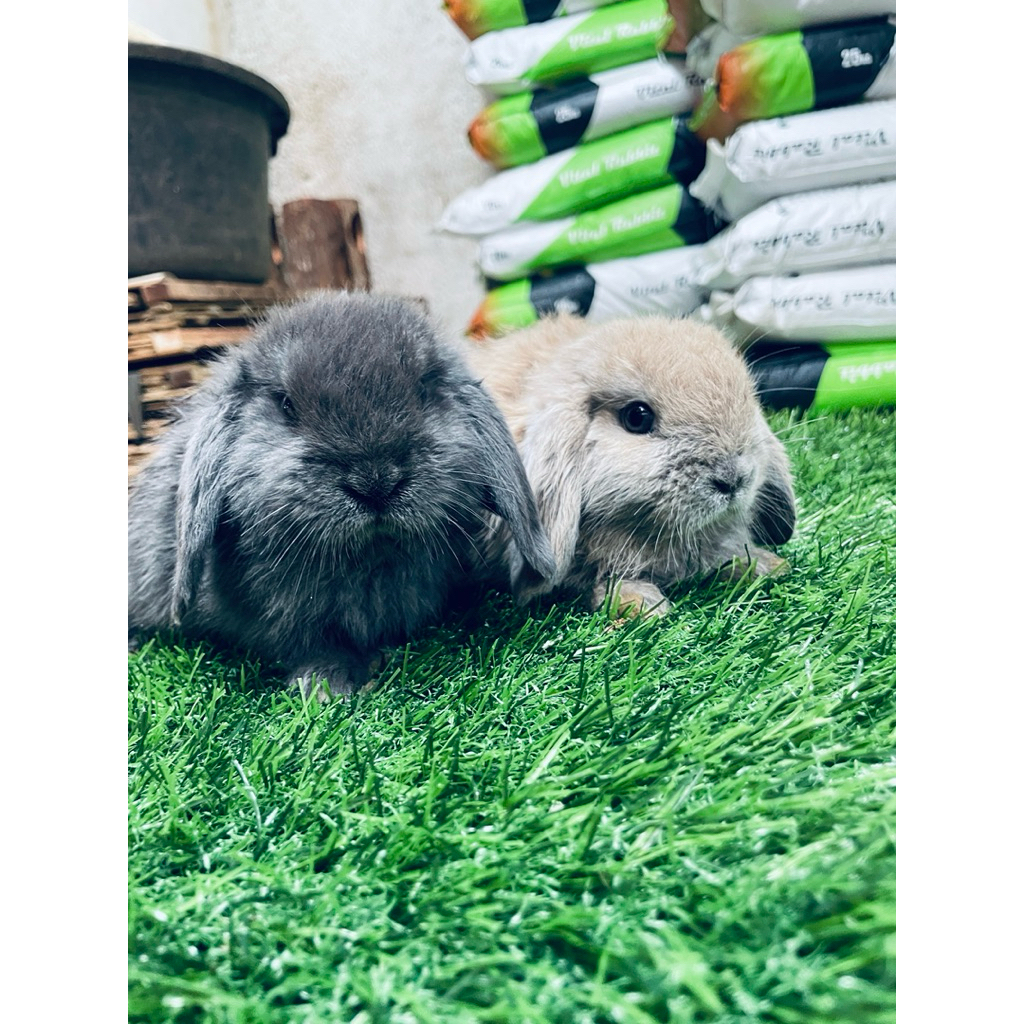 Kelinci | Kelinci Holland lop Frosty | Hewan Peliharaan