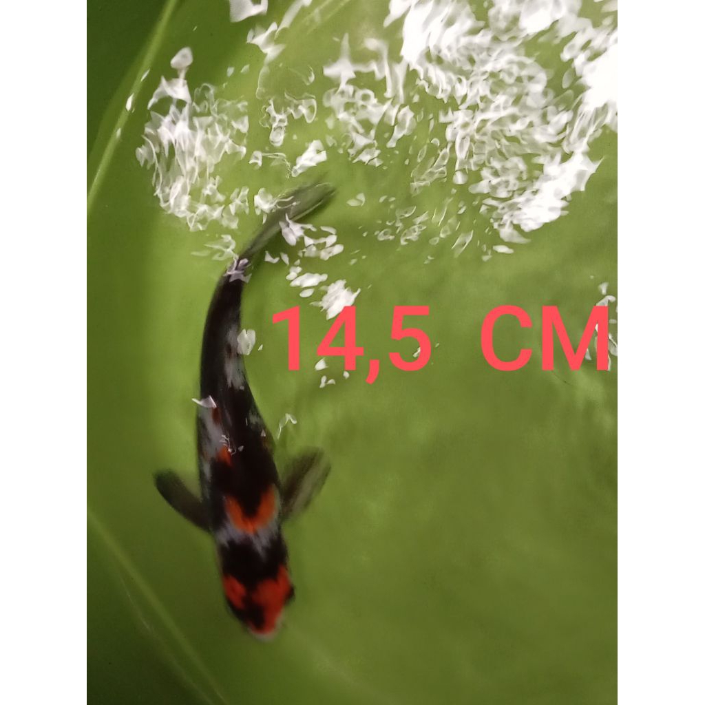 ikan koi blitar JeNis shOWa