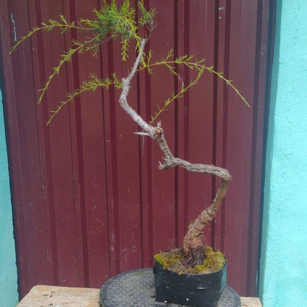 bahan bonsai CUCUR ATAP SAPU-SAPU meliuk