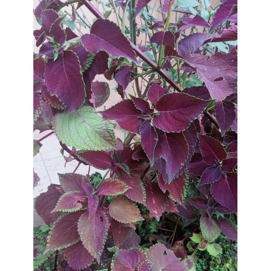 jawer kotok merah segar 100 lembar