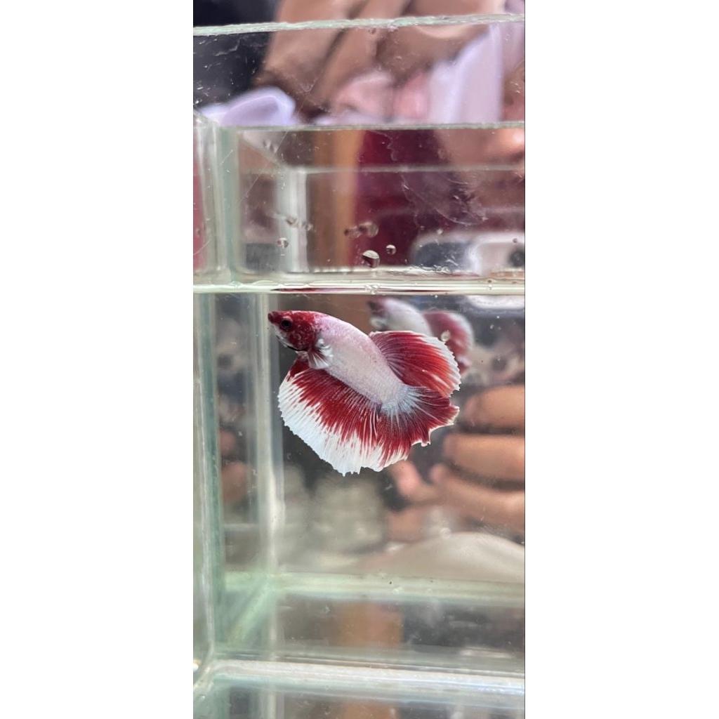 IKAN CUPANG HALFMOON ROSETAIL