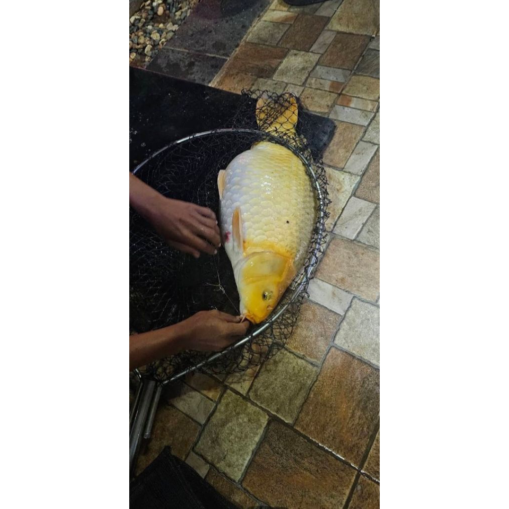 umpan mancing 500g super gacor cocok untuk liaran, galatama umpan paling ikan mas,  bawal, lele, nil