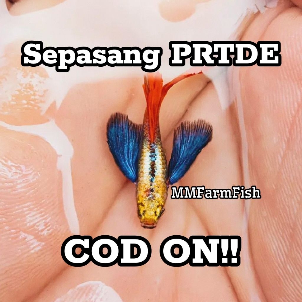 (COD ON) Guppy Grade' *A platinum red tail dumbo ear (sepasang) prtde