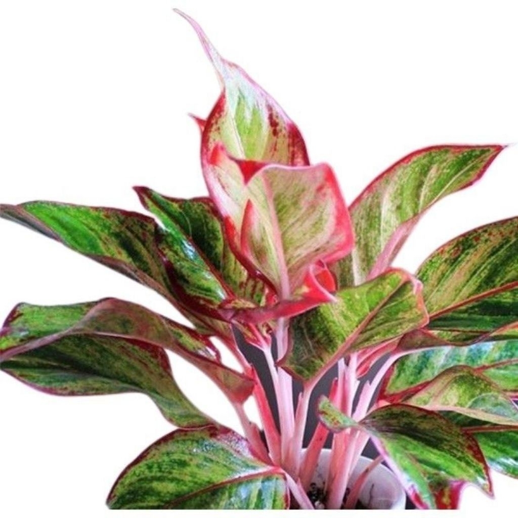 [COD] Tanaman Hias Aglonema Lipstik - Tanaman Aglonema Lipstik - Aglonema