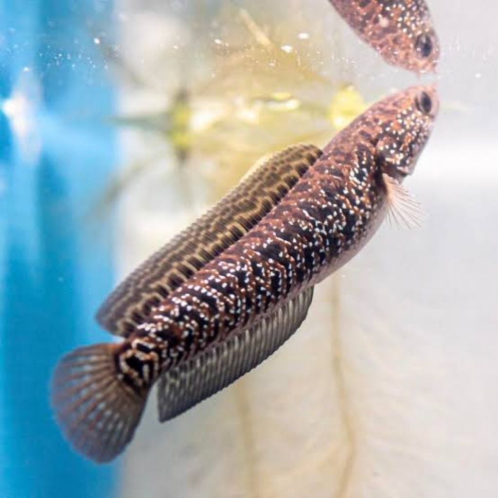 Chana Asiatica Kalimaya RSWS 10cm-11cm