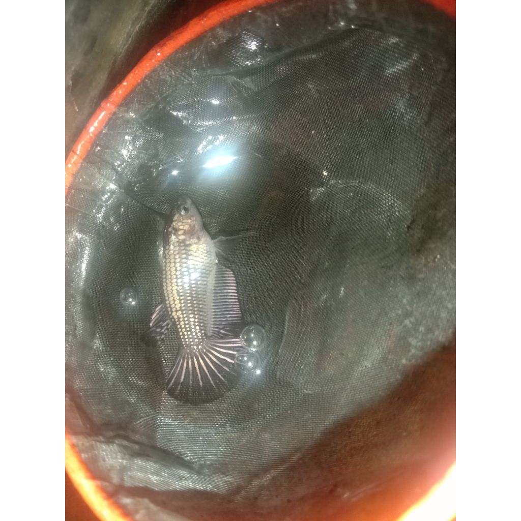 ready baru betina cupang hmpk kontes SNI size baby