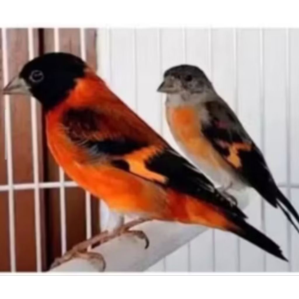 BURUNG RED SISKIN SEPASANG BAGUS