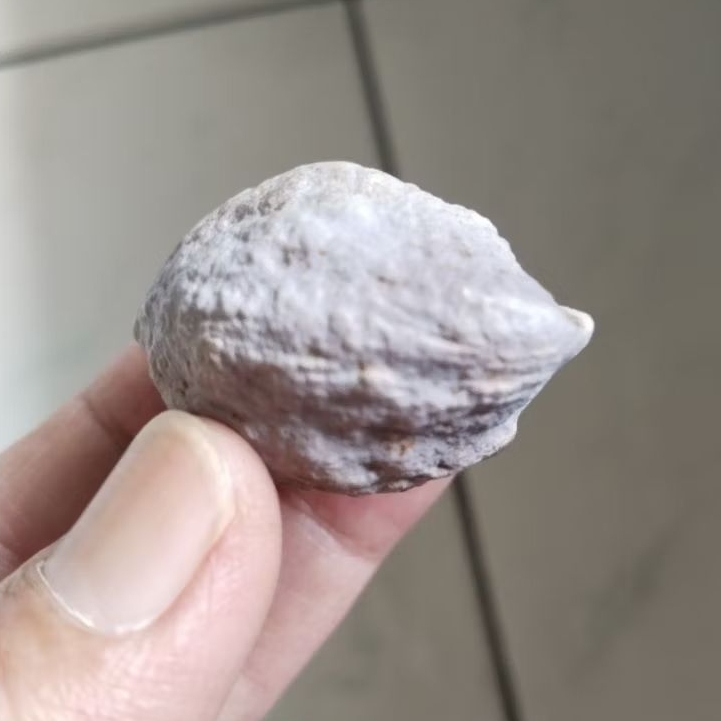 Kemiri Adu Muncang Adu Jabra Gotik Junior Urgen